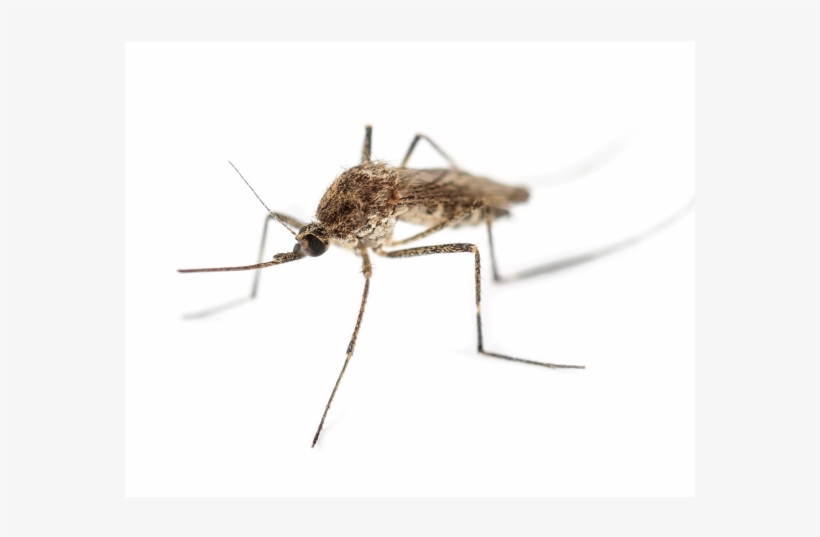 Got A Mosquitoes Problem - Asian Tiger Mosquito, transparent png download