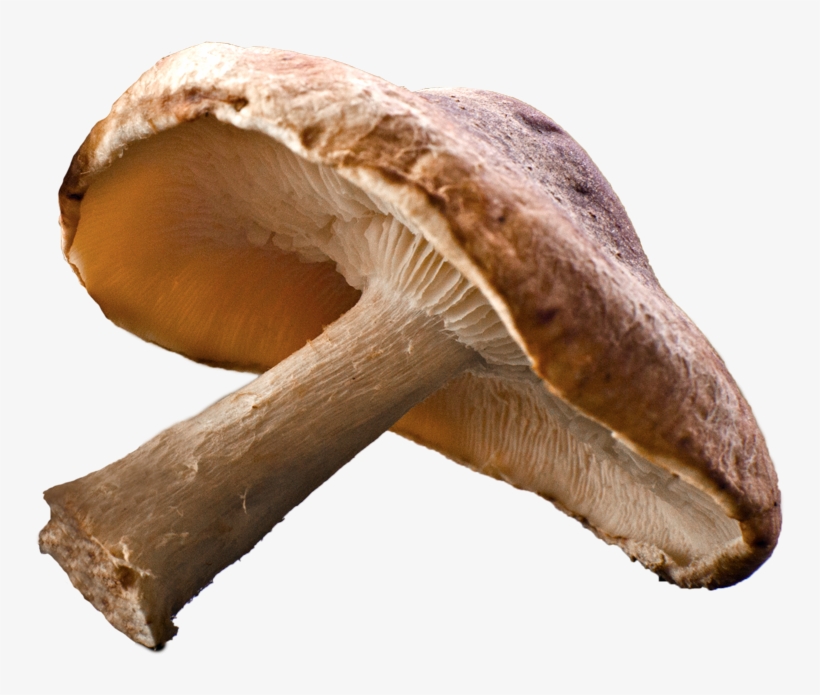 Shiitake Mushroom Png - Fungus, transparent png download