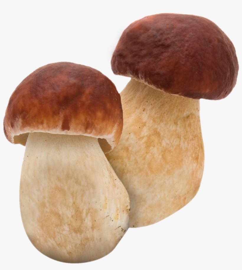 Porcini Mushrooms Png, transparent png download