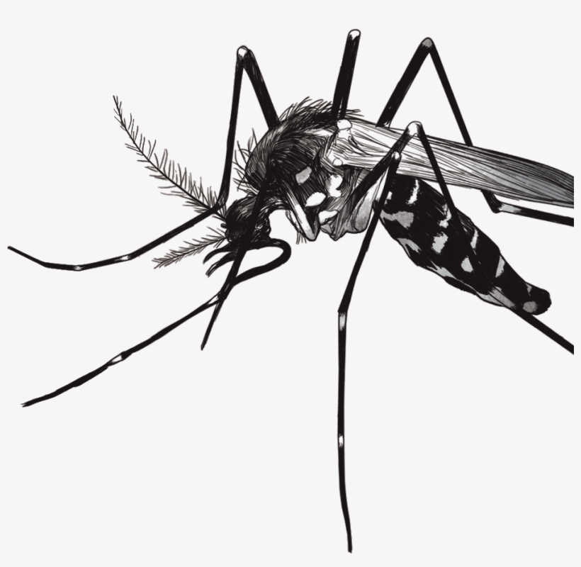 Especial Noroeste - Mosquito Zika Png, transparent png download