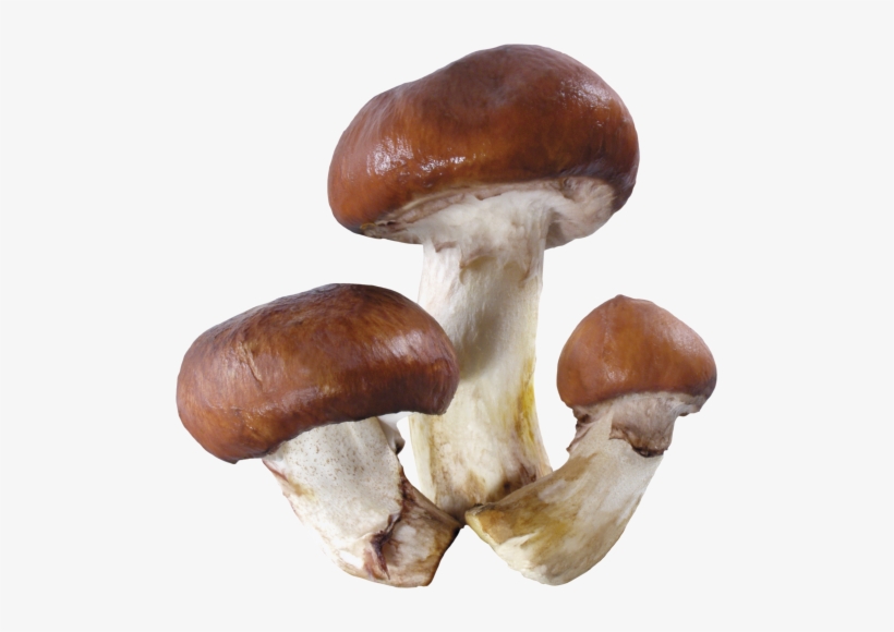 Mushroom - Les Animaux Et Leur Nourriture, transparent png download