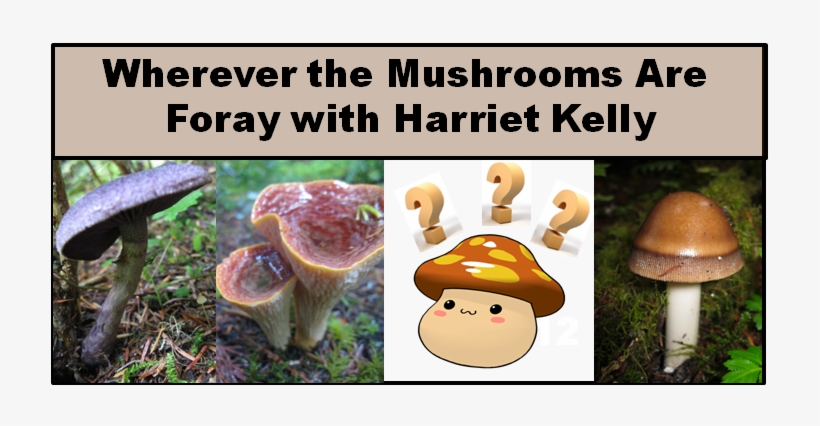 Festival Collection Foray Wherever The Mushrooms Are - Agaric, transparent png download