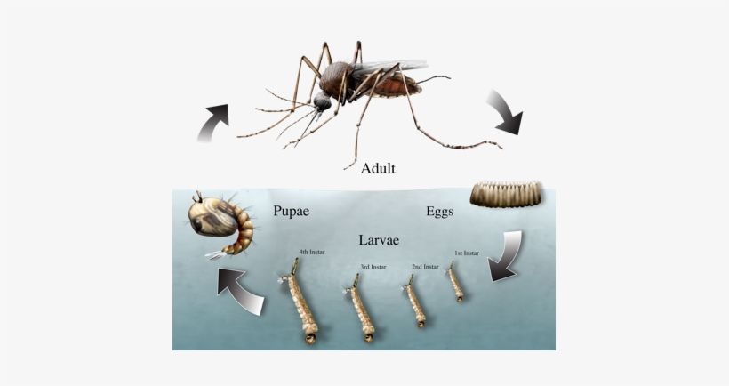 Do Mosquito Larvae Eat, transparent png download