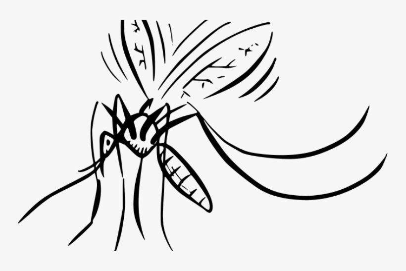 Mosquito, transparent png download