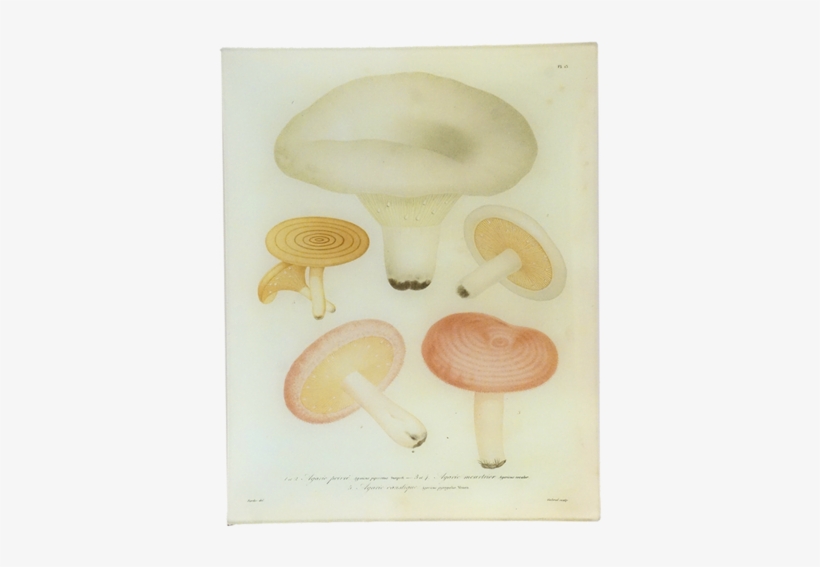 13 - Mushroom, transparent png download