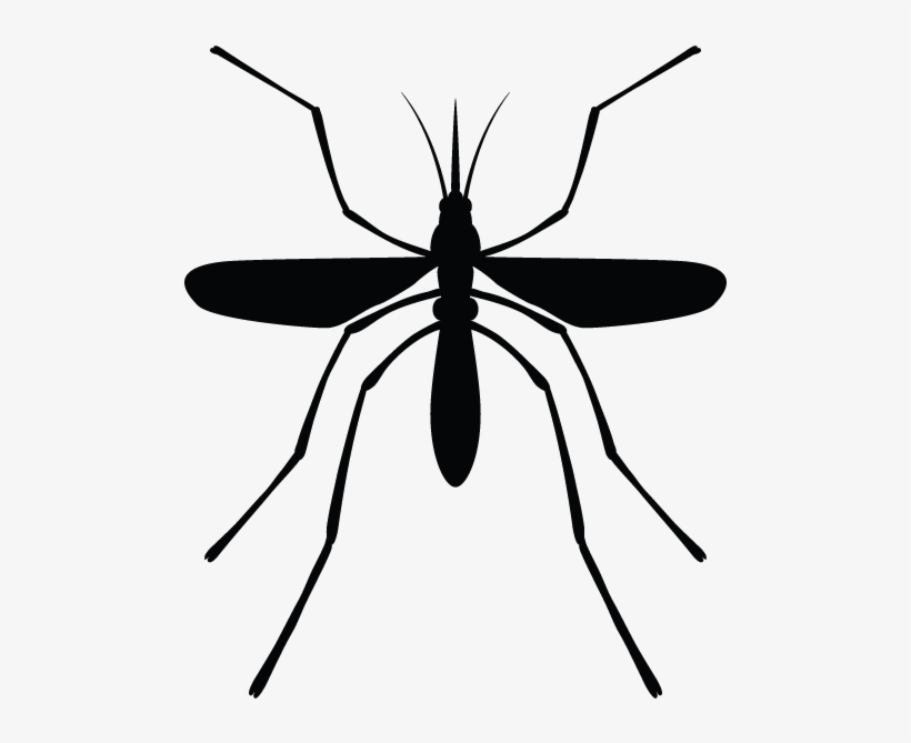 Our Maintenance Plans - Mosquito, transparent png download