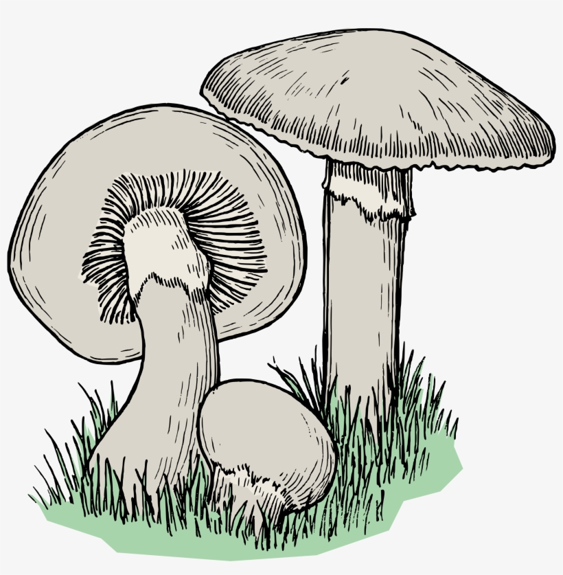 Big Image - Drawing Of A Fungi, transparent png download