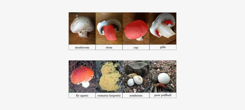 Free Montessori Mushrooms Nomenclature, transparent png download