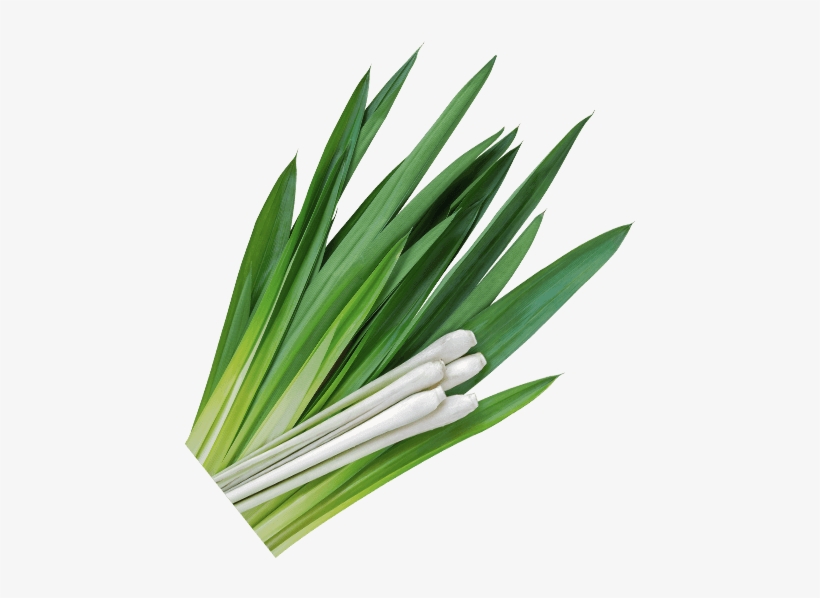 Vouchers - Grass, transparent png download