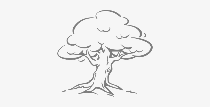 Silver Oak Oak Tree Oak Tree Outline Oak O - Black And White Clipart Tree, transparent png download