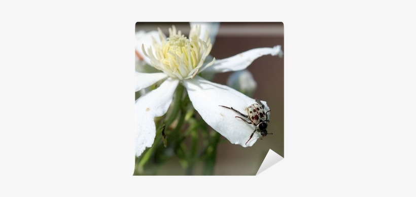 Жук Гоплия Золотистая На Цветке Wall Mural • Pixers® - Windflower, transparent png download