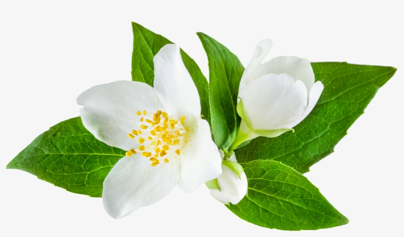 Jasmine Flower Png - Bottega Veneta 'eau De Velours' Eau De Parfum, transparent png download