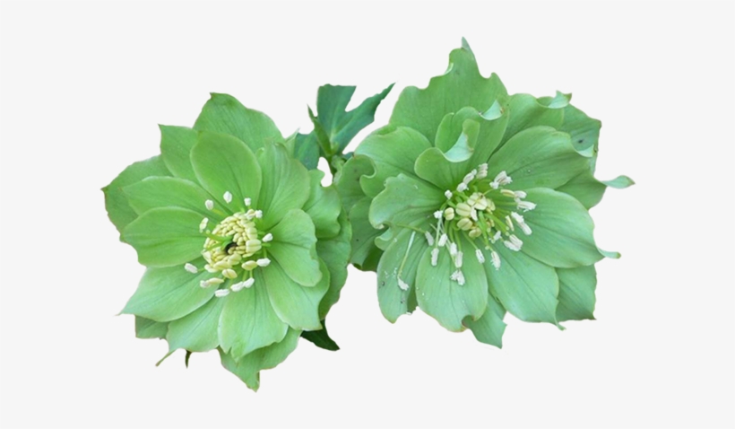 Green Flowers Png, transparent png download