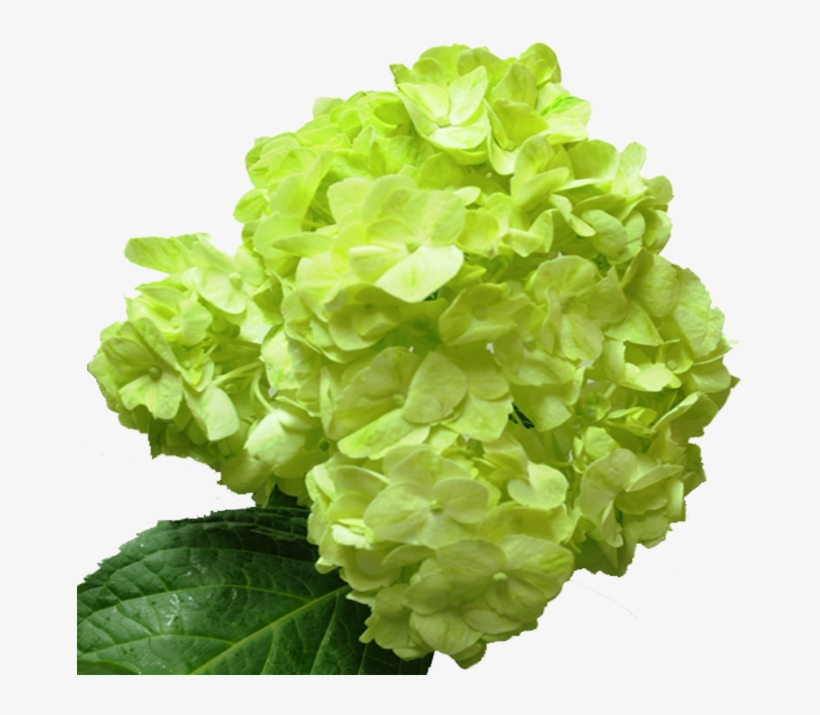 Lime Green - Lime Green Flower Png, transparent png download