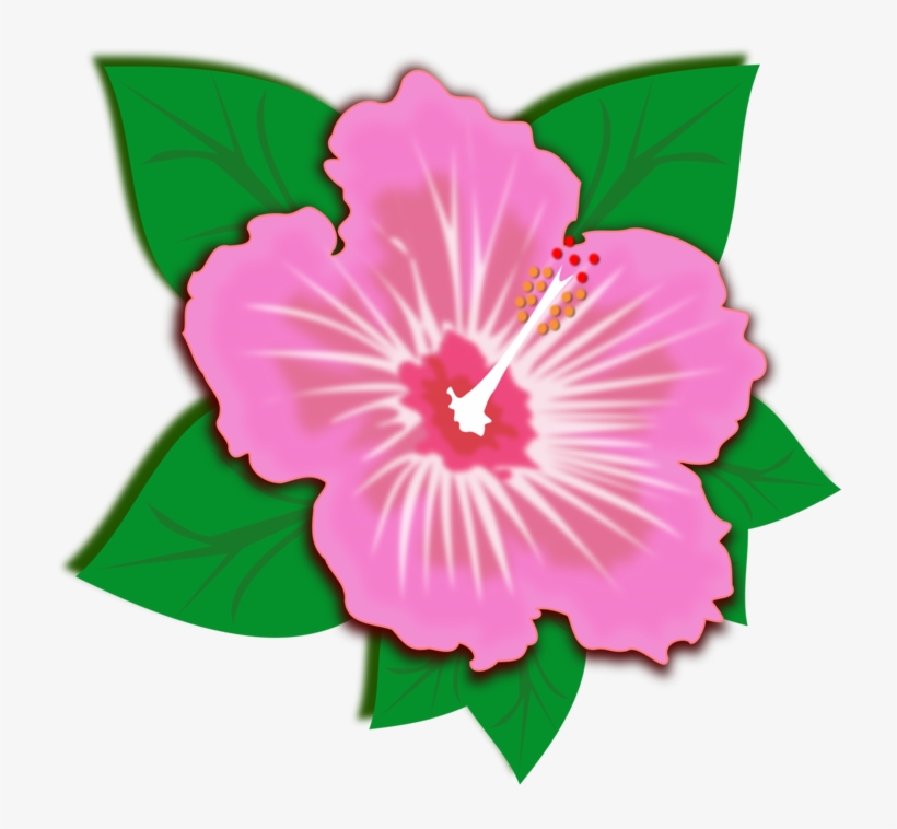 Rosemallows Flower Morning Glory Petal Green - ภาพ ตัด ปะ ดอกไม้, transparent png download