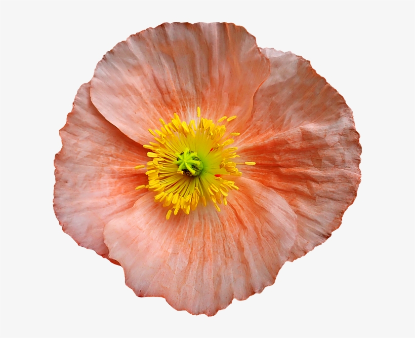 Spring, transparent png download