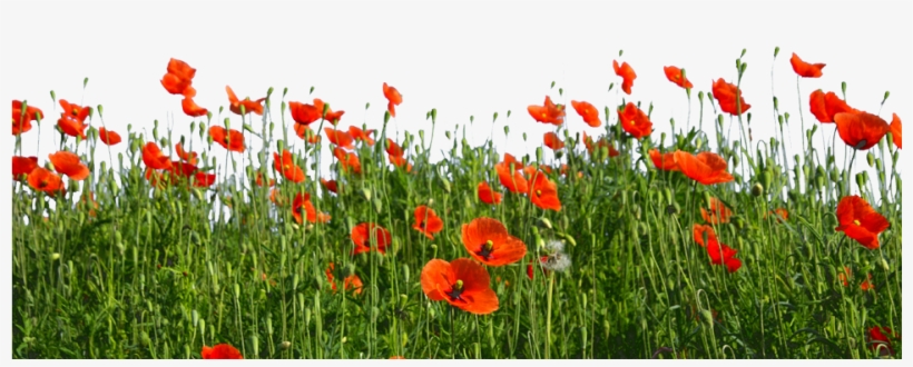Google Search Wildflowers, Poppies, Camper, Truck Camper, - Field Of Poppies Png, transparent png download