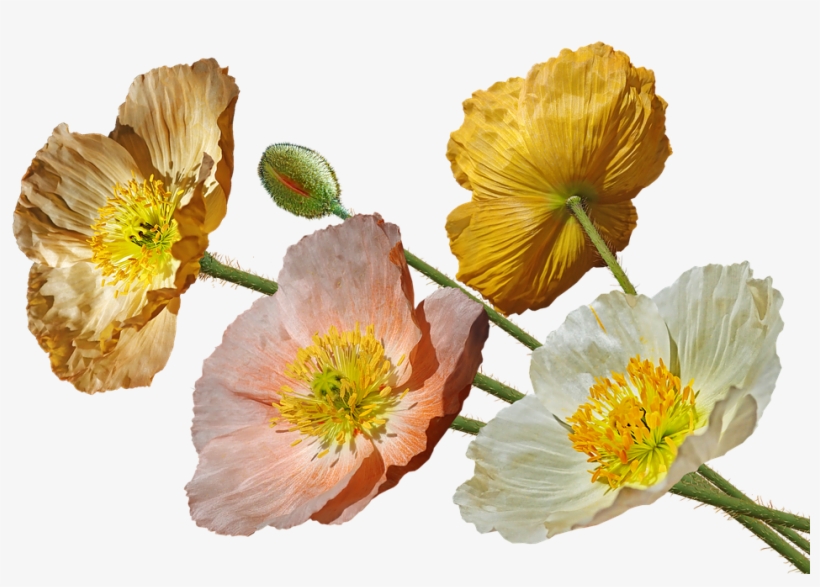 Poppies, Iceland, Flowers, Spring, Garden, Nature - Poppy, transparent png download