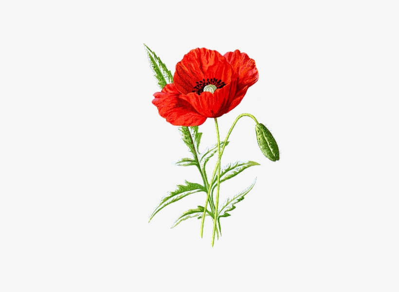 Poppy Flower Botanical Illustration, transparent png download