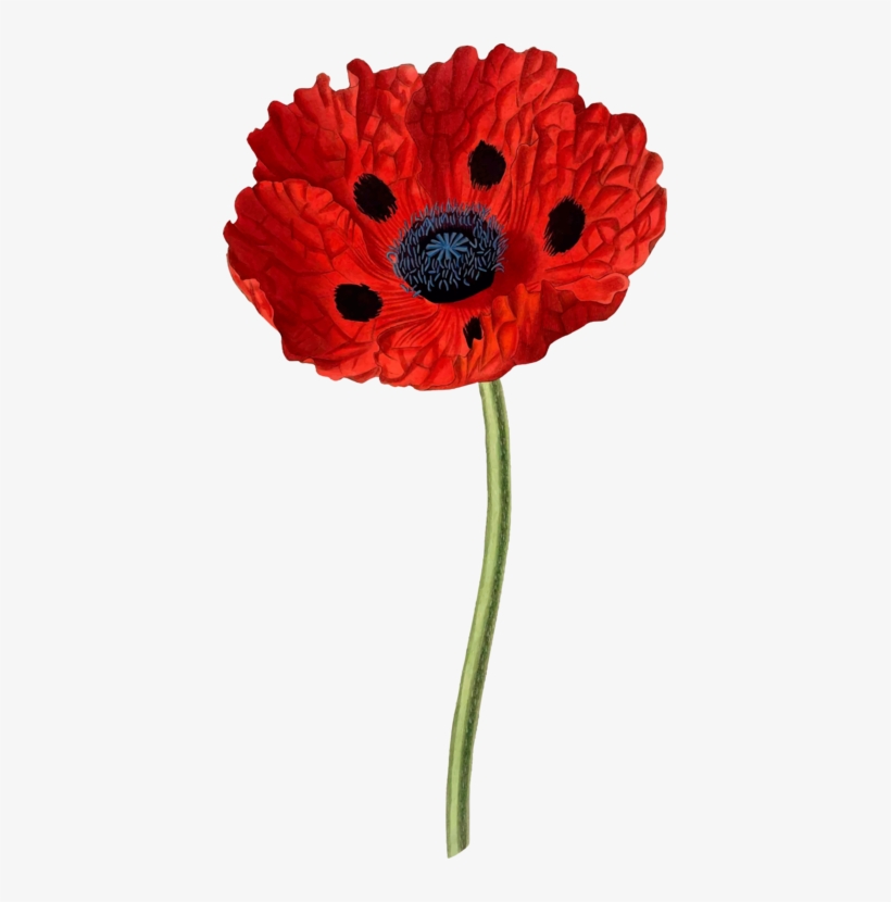 Opium Poppy Common Poppy Papaver Bracteatum Collectanea - Address Book.: Glossy And Soft Cover, Large Print,, transparent png download
