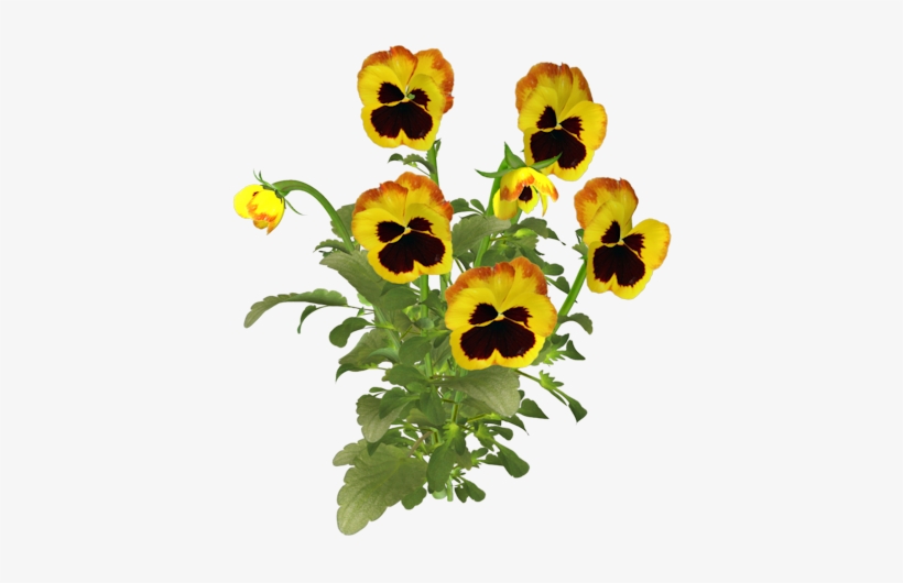 Summer-poppies - Pansies Png, transparent png download