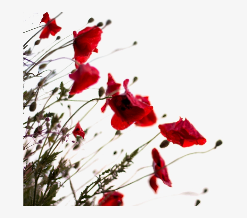 Welcome - Memorial Day Poppies In Flanders Field, transparent png download