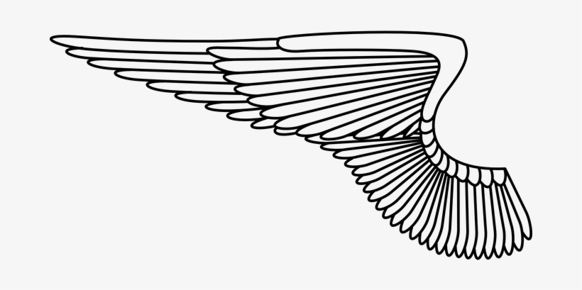Wing Angel Feathers Bird White Wing Wing W - Air Force Wings Png, transparent png download