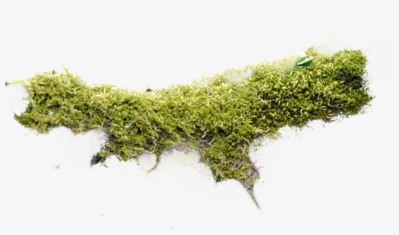 Totalcompfinal - Moss, transparent png download