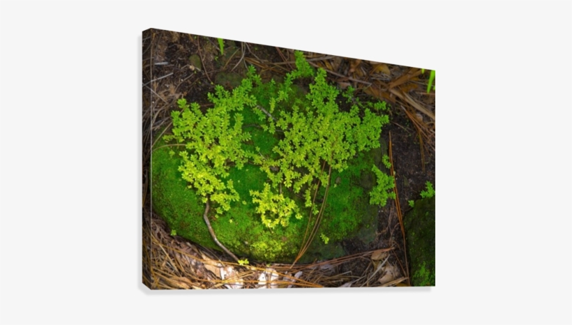 Hdr Ferns And Moss On A Rock Canvas Print - Canvas Print, transparent png download