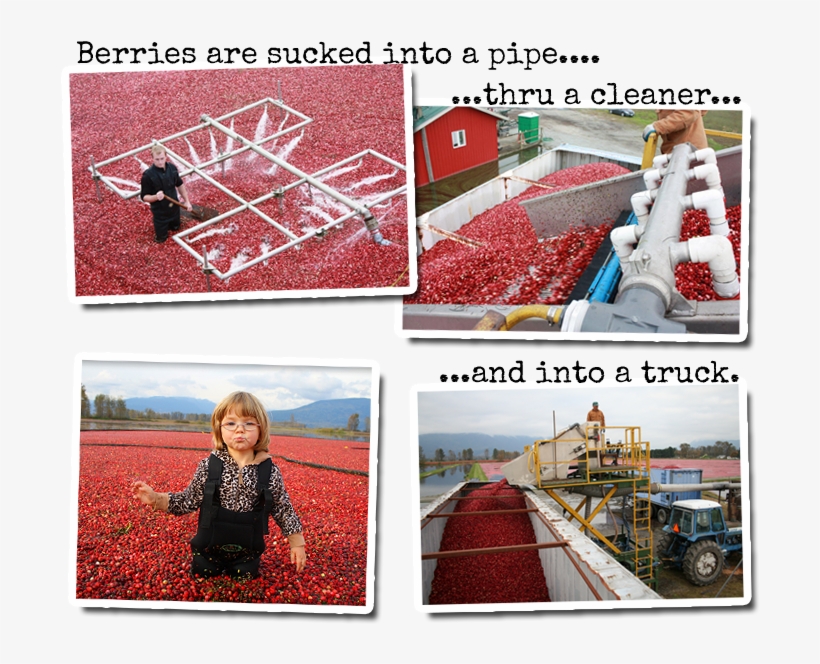 Cranberries 2 - Portable Network Graphics, transparent png download