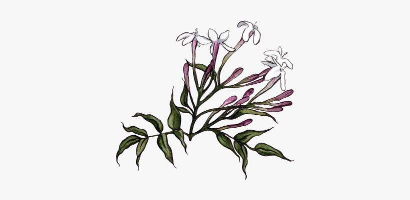 Jasmine Flower Transparent - Portable Network Graphics, transparent png download