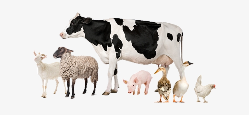 Livestock - Veterinarian Headers, transparent png download