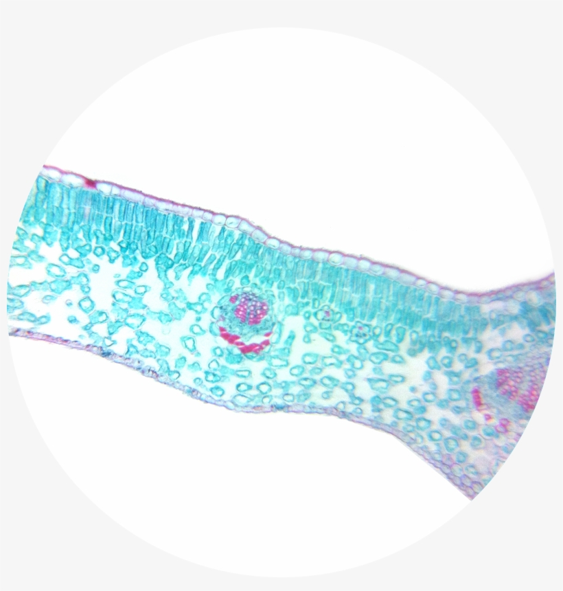 Winter Jasmine Leaf Cross Section - Dicot Leaf Cross Section Microscope, transparent png download