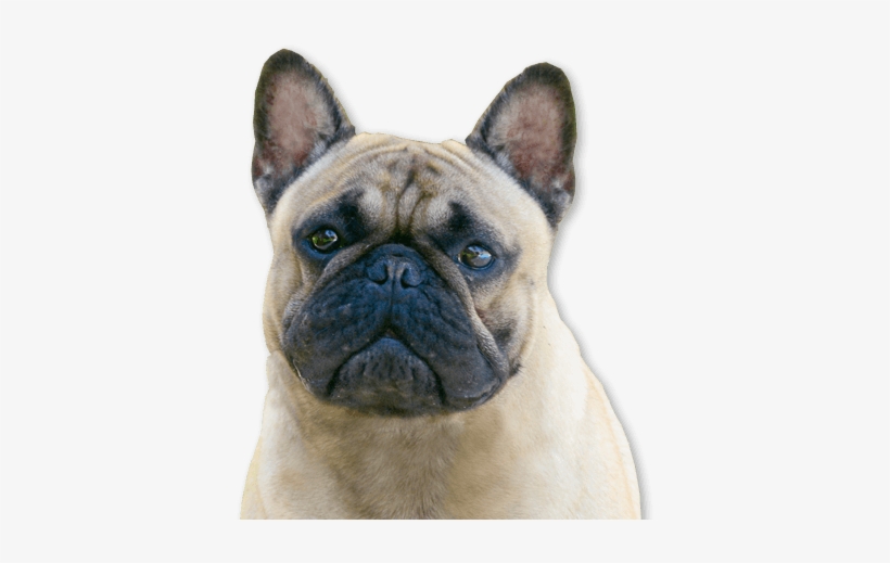 Transfers And Cargo Shipments All Over The World - Dog, transparent png download