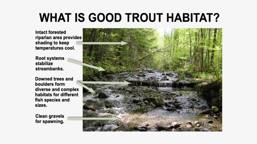 Example Of Good Trout Habitat - Habitat Of A Trout, transparent png download