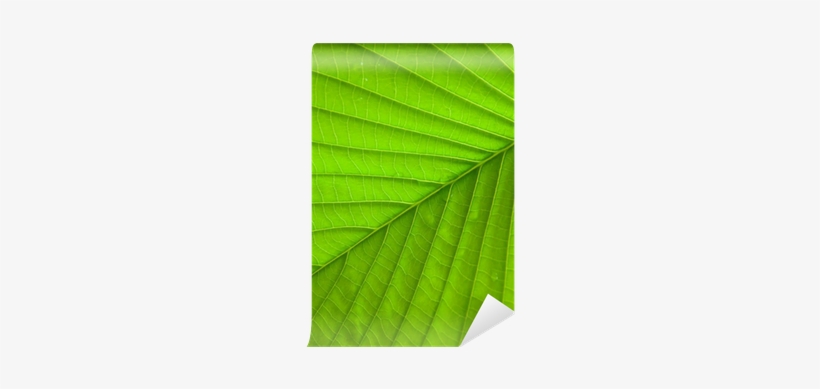 Maple Leaf, transparent png download