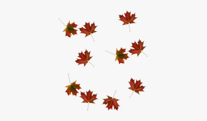 Leaves Png - Tree Leaves Falling Png, transparent png download