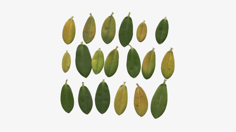 Mainpicture - Adobe Photoshop, transparent png download