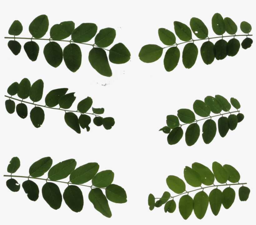 Merricksdad's Texture Packs - Leaf Billboard Texture, transparent png download