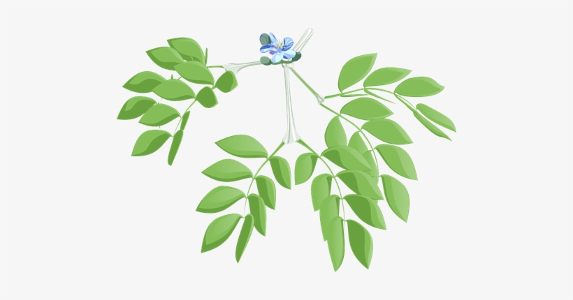 Basil Vector Holy - Euclidean Vector, transparent png download