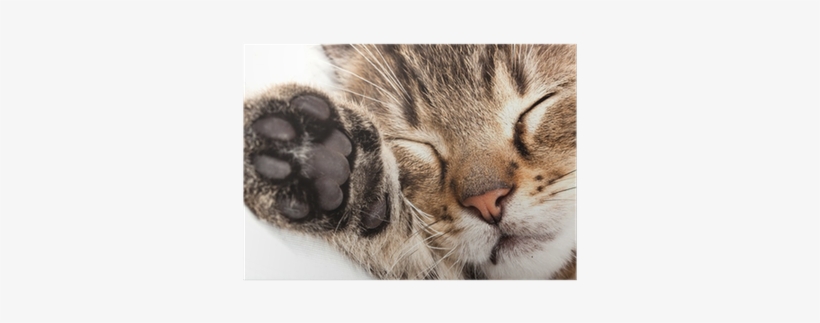 Sleeping Cat, transparent png download
