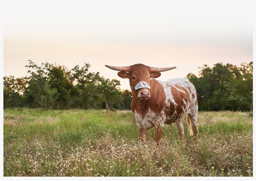 Watch The Horns Take On The Wildcats On The Taproom - Bevo Xv, transparent png download