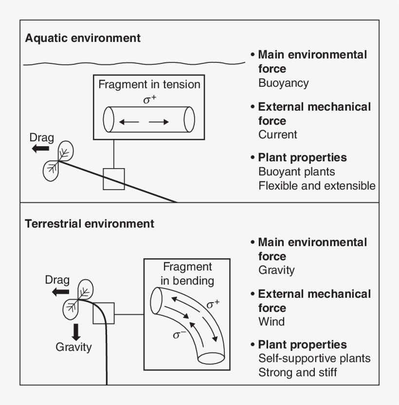 Schematic Overview Of The Main Forces And Stresses - Diagram, transparent png download