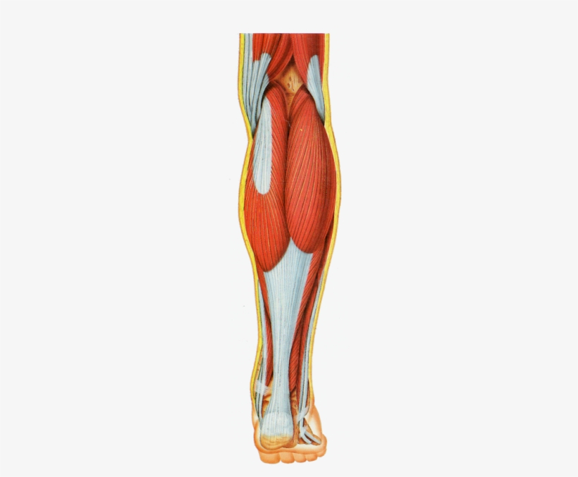 Control Of Muscle-actuated Systems Via Electrical Stimulation - Anterior Muscles On Lower Body, transparent png download