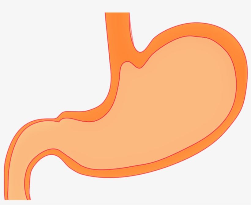 Jugo Gástrico - Secreción De Jugos Digestivos, transparent png download