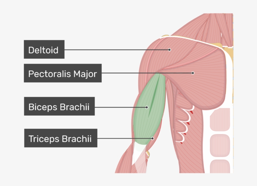 An Anterior View Of The Arm Muscles With Labels For - Biceps Brachii Muscle, transparent png download