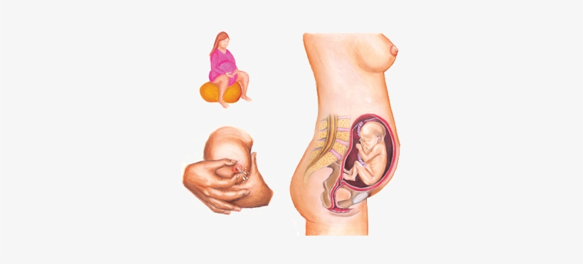 Pregnancy Illustrations - Illustration, transparent png download