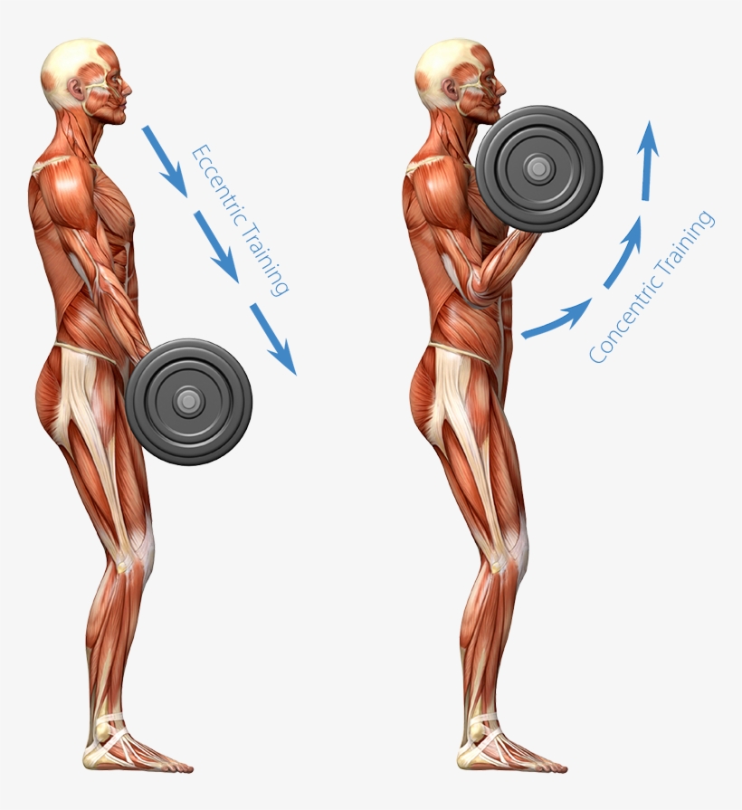 Graphic Representation Of The Human Muscular System - Barbell Squat, transparent png download