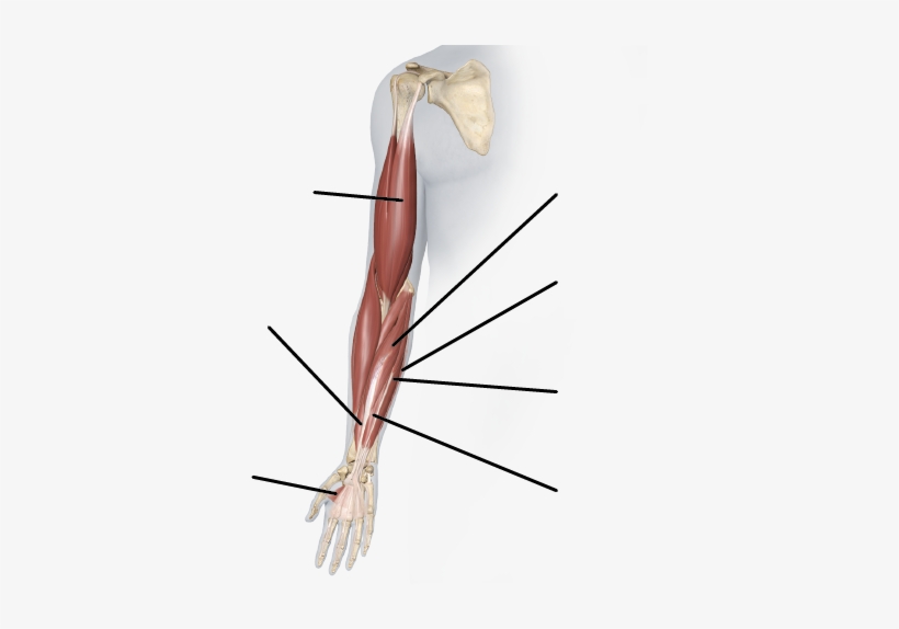 Lines Indicate Muscle Location, And Do Not Point Out - Longbow, transparent png download