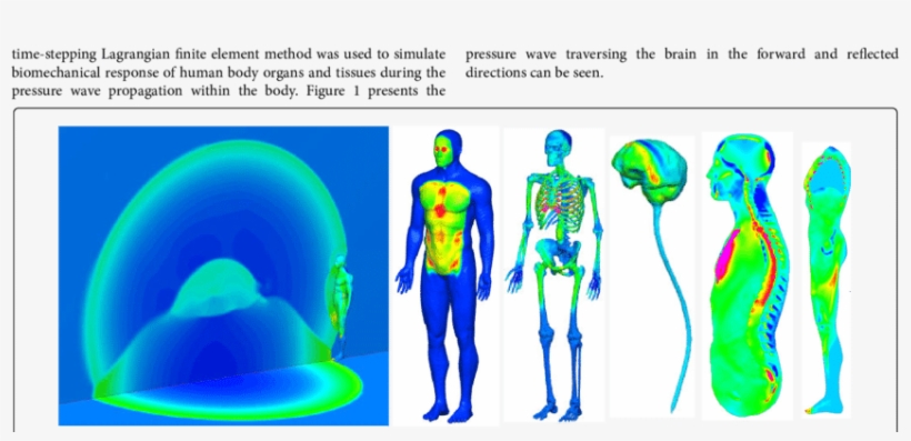 Simulations Of Human Body Under 5 Lb C4 Explosion And - Human, transparent png download